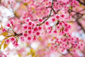 Close up of  cherry blossoms with leaves changing color.