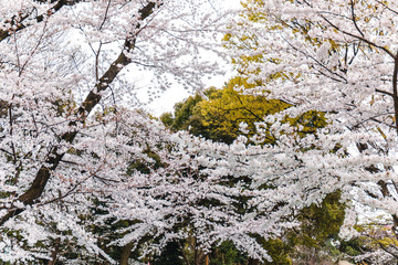 Cherry blossom at Ueno Park in Tokyo, Japan