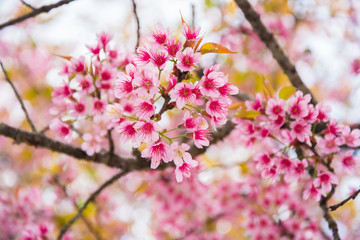 Sakura flower  bloom on the tree.