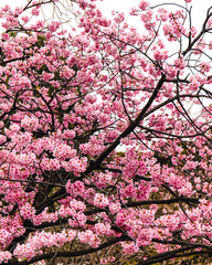 Fototapeta premium Pink Cherry blossom at Ueno Park in Tokyo, Japan