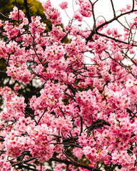 Pink Cherry blossom at Ueno Park in Tokyo, Japan