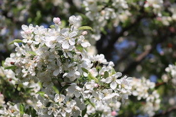 Weiße Kirschblüte