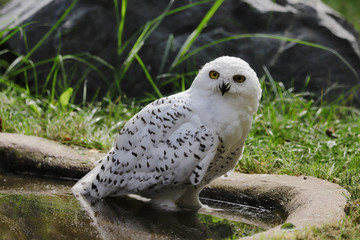 Full view of adult male arctic snowy owl