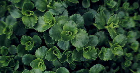 Green background of plant leaves. Fresh spring tropical greens. Abstract floral background.