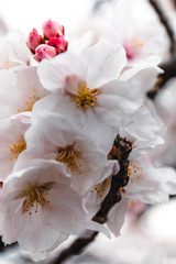 Fototapeta na wymiar Cherry blossom at Ueno Park in Tokyo, Japan