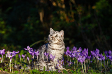 British Kurzhaar Katze im Frühling; getigerte Silver Tabby Katze; Kätzchen sitzt zwischen...