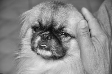 Cachorro pequin&ecirc;s