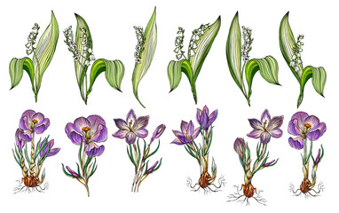 Vector set of Lily of the valley and Crocus flowers