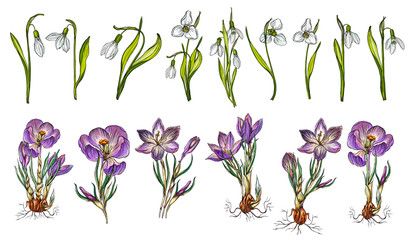 Vector set of snowdrop and Crocus colors