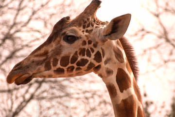 Giraffe portrait