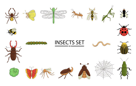 Vector set of colored insects. Collection of isolated on white background bright bee, bumble bee, may-bug, fly, moth, butterfly, caterpillar, spider, ladybug