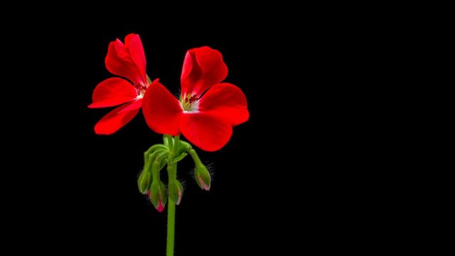 Time-lapse of opening red geranium (Pelargonia) flower  4K PNG+ format with ALPHA transparency channel isolated on black background