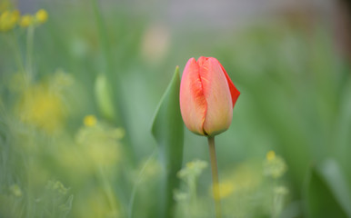 Eine rote Tulpenblüte