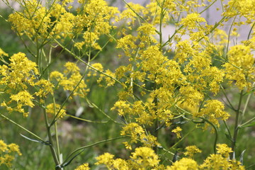 Wiese mit gelben Blüten