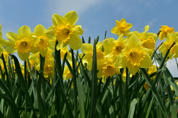 Obraz premium gelbe Narzisse vor blauem Himmel