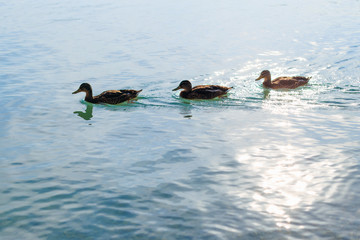 ducks swimming on the lake. the wild nature. waterfowl