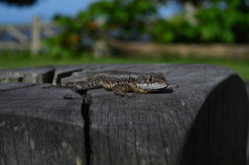 lizard and fly