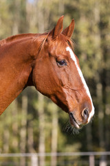 Obraz premium Warmblutwallach