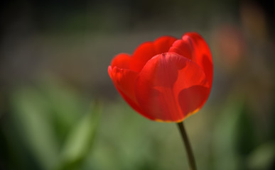 Eine Rote Tulpenblüte
