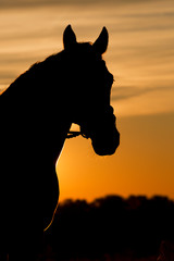 Pferd im Sonnenuntergang