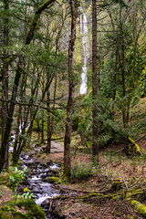 A view of Starvation Creek and Starvation Creek Waterfall shot from a distance. Shows path to the viewing area. Columbia River Gorge.
