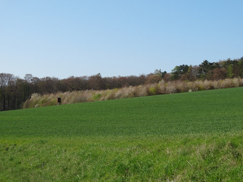 Ein Blick &uuml;ber das Feld mit bl&uuml;hender Schlehenhecke