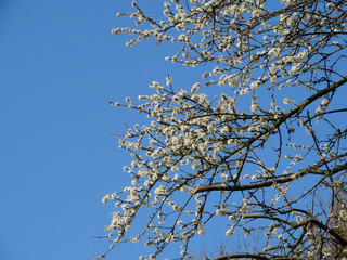 Baum mit weißen Blüten mit blauem Himmel im Hintergrund