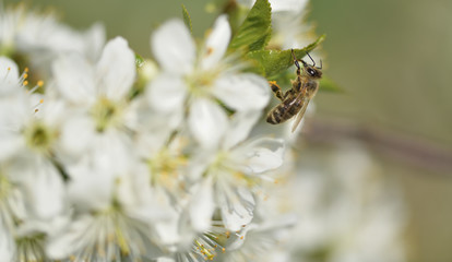 Makro einer Biene in Sauerkirsch Blüten