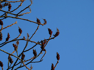 Weinrote flauschige Blüten am Baum im April