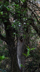 Bäume im Frühling im Wald und auf der Wiese