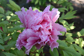 Pivoine rose au jardin