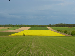 Obraz premium Krajobraz, wiosna, pole, rzepak