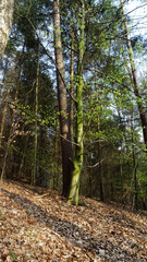 Bäume Waldwege Wald