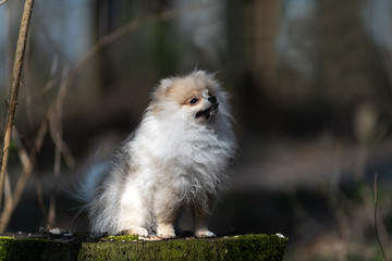Pomeranian puppy standing on a stump in the forest