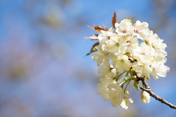 鬱金桜