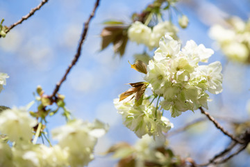 鬱金桜