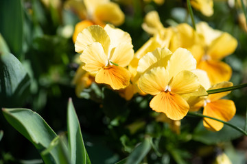 黄色いパンジー