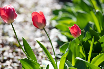 赤いチューリップ