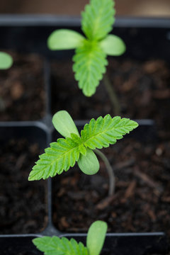 Home grown Cannabis plant seedling