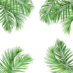 Fototapeta na wymiar Watercolor painting frame coconut,palm leaf,green leaves isolated on white background.Watercolor hand .painted illustration tropical exotic leaf for wallpaper,backdrop,card,vintage Hawaii style patter