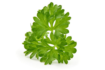 Obraz na płótnie Canvas Fresh Parsley herb, healthy food, close-up, isolated on white background