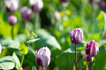 白と紫のチューリップ