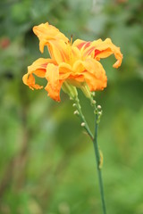 Fototapeta premium Flower