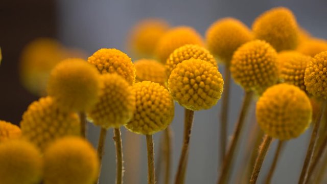 bouquet of tanacetum vulgare