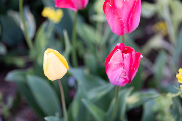 黄色いチューリップ