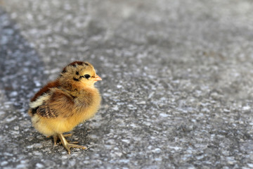 Beautiful yellow and brown young chick