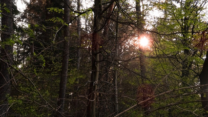 B&auml;ume Gras Waldweg Weg Wald 