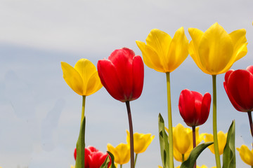 Fototapeta premium colorful yellow and red tulips and a blue sky in the background in a garden in holland in springtime