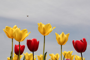 a row of yellow and red tulips macro shining in the spring sunshine in holland