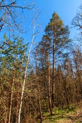 Tall pine on the edge of the forest. Mixed forest. Landscape in the Czech Republic.